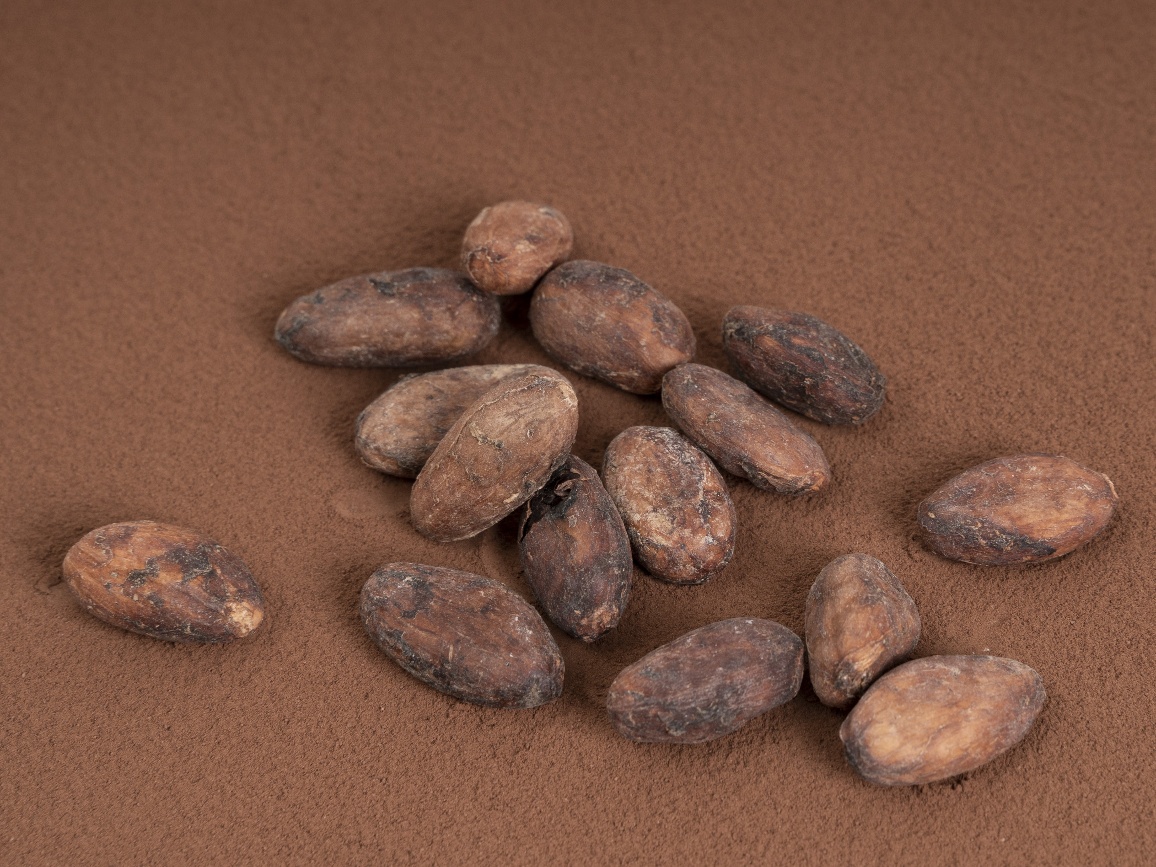 bean.JPG